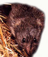 Voles